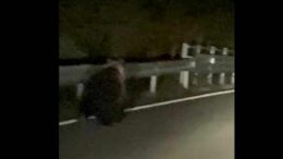 Orso avvistato a Enego, filmato sulla Valgadena: scattano i controlli del Dna