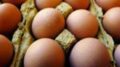 Richiamo uova biologiche per rischio Salmonella: lotti e scadenze