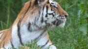 Scavalca il recinto e viene sbranato da una tigre allo zoo: tragedia nello Yorkshire