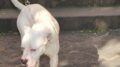 Seduta al tavolino di un bar viene azzannata in testa da un cane sfuggito alla dog sitter