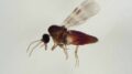 Virus Shamonda, chi lo trasmette? L’imputato è il Culicoides: identikit del ‘moscerino pungente’
