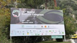 ‘World Buffalo Congress’ road map per futuro con meno burocrazia e più innovazione