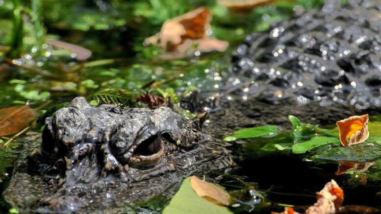 Aggredito e trascinato sott’acqua da un alligatore mentre pesca: morto 71enne