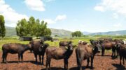 A Sorrento il World Buffalo Congress, dopo 20 anni torna in Italia