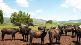 A Sorrento il World Buffalo Congress, dopo 20 anni torna in Italia