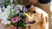 Romasposa, per le nozze sempre più richiesti sostenibilità personalizzazione e dettagli botanici per ritorno alla natura