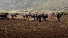 Al via il World buffalo congress, da tutto il mondo a Sorrento per studiare la bufala