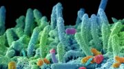 “Super batteri nuova pandemia”, appello microbiologi: fondi certi in Manovra e politiche ambientali﻿