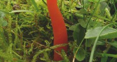 50ª Mostra Micologica di Este: mezzo secolo di divulgazione e conoscenza del mondo dei funghi. Inaugurazione sabato 11 ottobre 2026