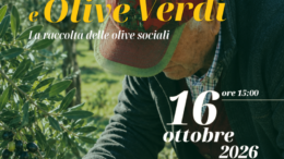 AGLI ALBERONI DI VENEZIA, LA RACCOLTA DELLE OLIVE DIVENTA BENESSERE.