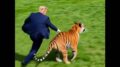 Trump, la lotta e l’abbraccio con la tigre: il tycoon posta la parodia AI della tragedia in Uk