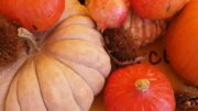 HALLOWEEN: COLDIRETTI, SABATO 31 OTTOBRE ZUCCA DAY NEI MERCATI CONTADINI